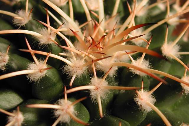 Mammillaria vagaspina (1).jpg